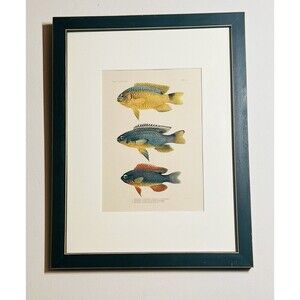 1905 A. HOEN & CO. ORIGINAL 3 FISH LITHOGRAPH, circa 1905